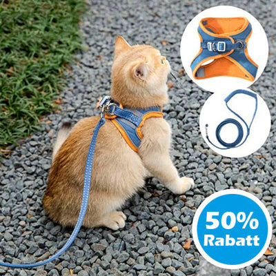 FelineFinesse™ – Gehen Sie mit Ihrer Katze im Frühling spazieren